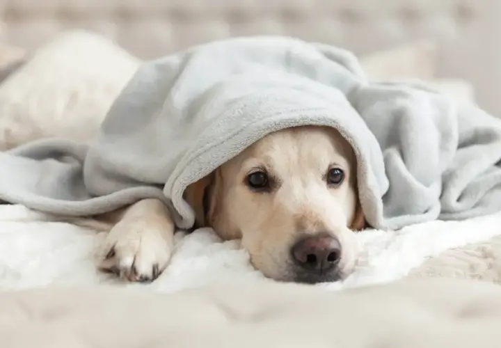 Un cane con tosse nel cane a riposo, avvolto in una coperta grigia, con un'espressione un po' malinconica.