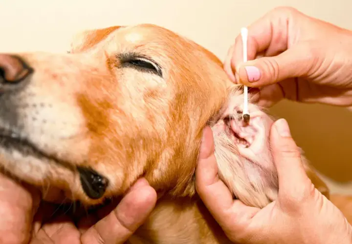 Un cane golden retriever riceve una terapia per gli acari delle orecchie, con un cotton fioc che pulisce delicatamente il canale uditivo.