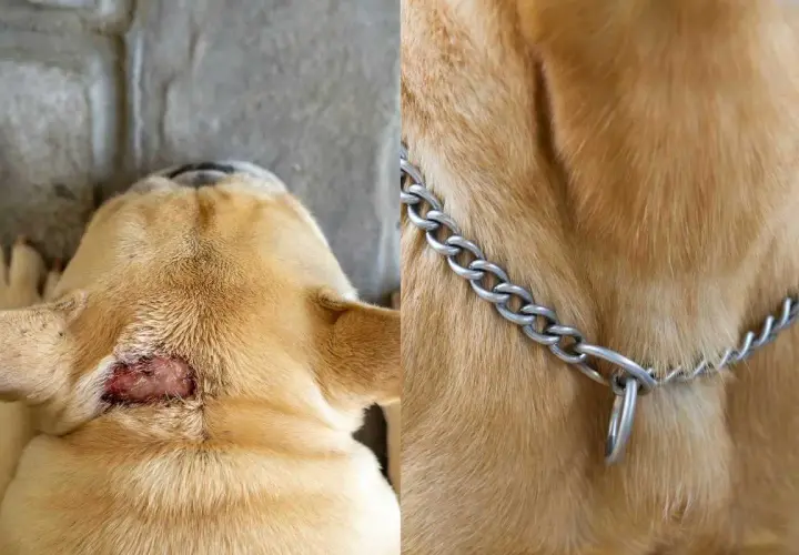 Primo piano del collo di un cane con una lesione cutanea, forse una cisti dermoide cane. A destra, il pelo dorato e una collana a catena.