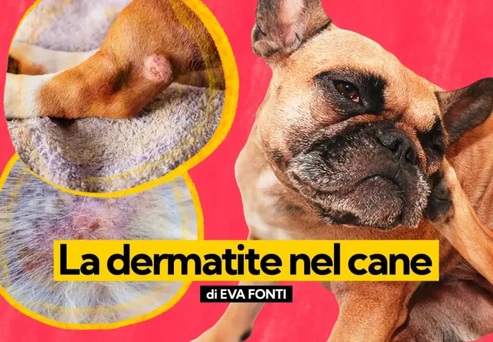 Primo piano di un cane che si gratta, con immagini ravvicinate di lesioni cutanee che indicano dermatite nel cane da pulci.