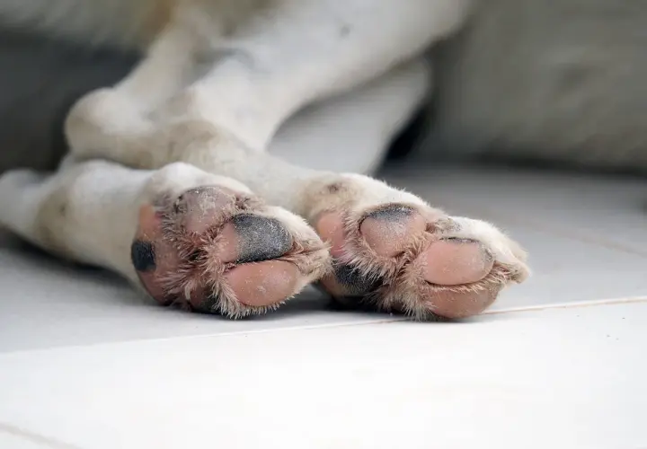 Zampe di un cane con cuscinetti rosa e pelo morbido, pronte per una passeggiata.