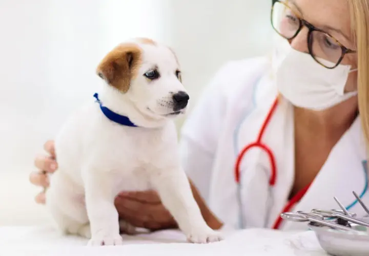 Cucciolo bianco con macchie marroni dal veterinario per un controllo sul criptorchidismo cane.