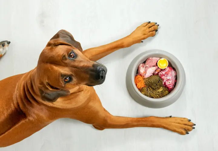 Cane marrone con ciotola di cibo crudo. Attenzione ai sintomi di pancreatite cane: vomito, diarrea, letargia.