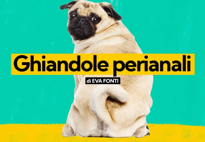Un carlino guarda indietro, con la scritta "Ghiandole perianali" in evidenza.