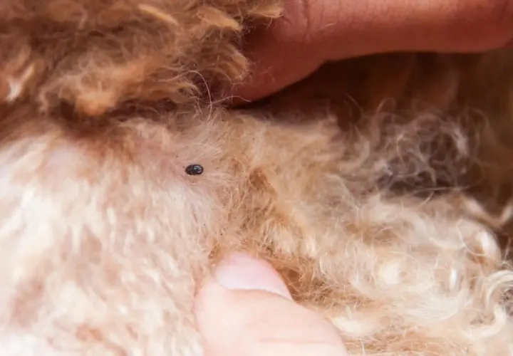 Un acaro sul pelo di un cane, un piccolo parassita da rimuovere.