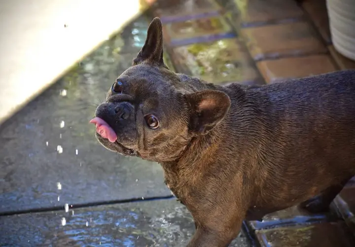 Un bulldog francese con la lingua fuori, bagnato e con un leggero singhiozzo cane, guarda verso la telecamera mentre gocce d'acqua cadono.