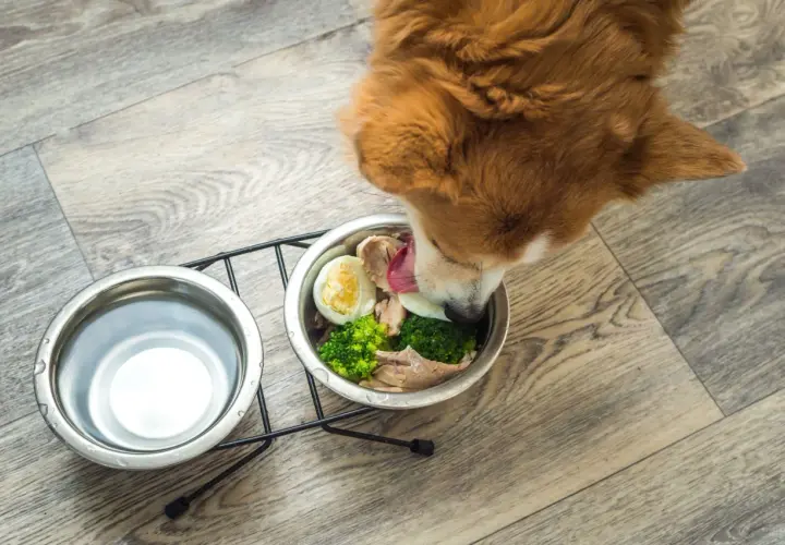 Un cane mangia con gusto cibo caldo fatto in casa: pollo, uova e broccoli in una ciotola.