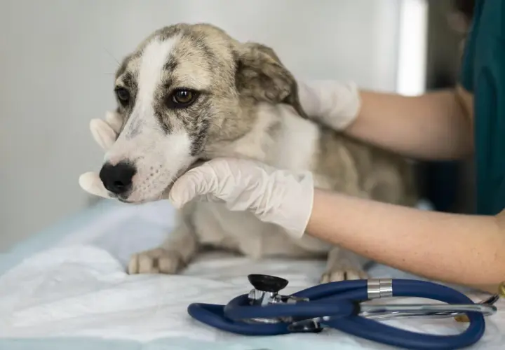 Visita veterinaria per un cane con sospetto tumore. Si escludono cause come flatulenza.