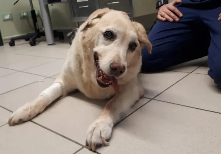 Cane con sindrome vestibolare, sdraiato a terra, con zampe fasciate. Sembra un po' confuso ma si affida alle cure.