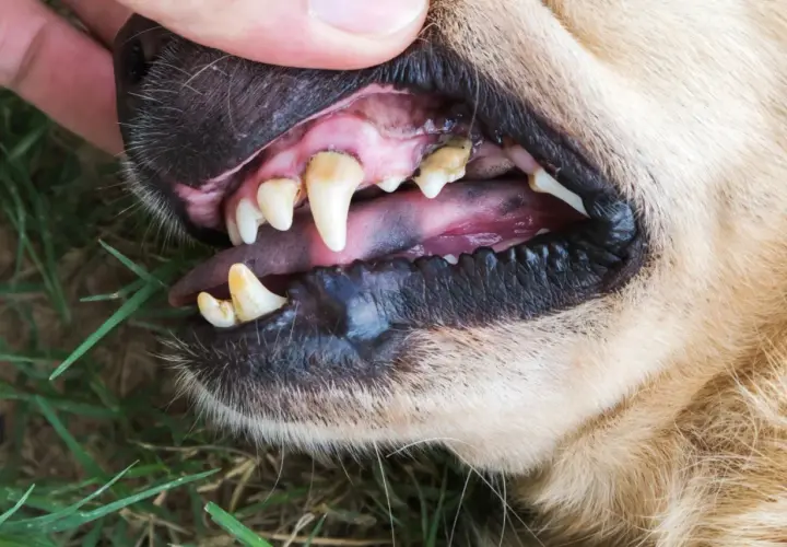 Denti del cane con tartaro visibile. Scopri come togliere il tartaro dai denti del cane per un sorriso sano.