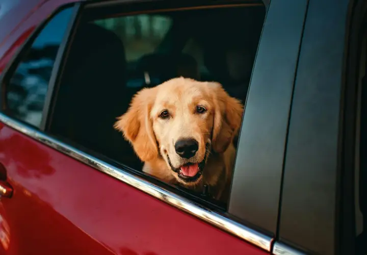 Golden retriever con la testa fuori dal finestrino, pronto per il viaggio. Forse gli serviranno dei farmaci per il mal d'auto cane.