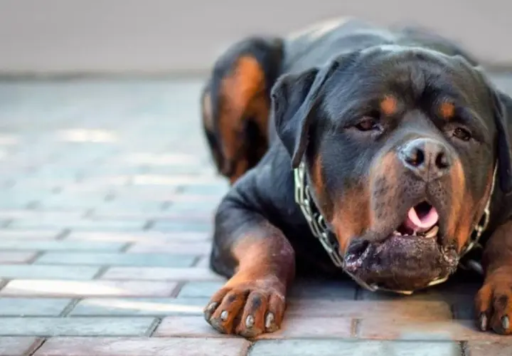 Rottweiler sdraiato a terra, con la bocca aperta e la lingua fuori, potrebbe mostrare sintomi di reflusso.