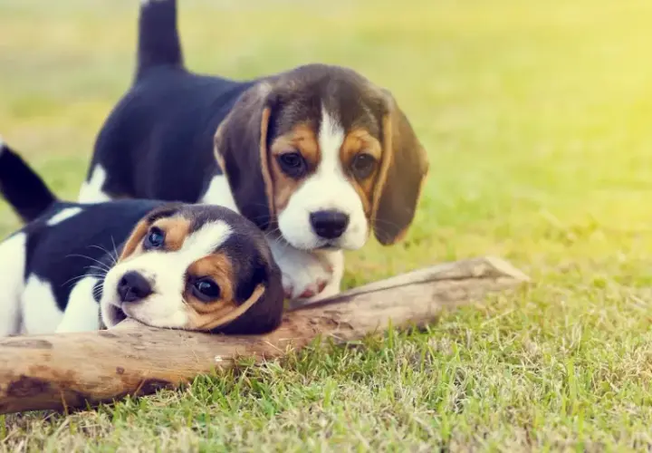 Due cuccioli beagle giocano sull'erba con un bastone. La sverminazione cane è importante per la loro salute.
