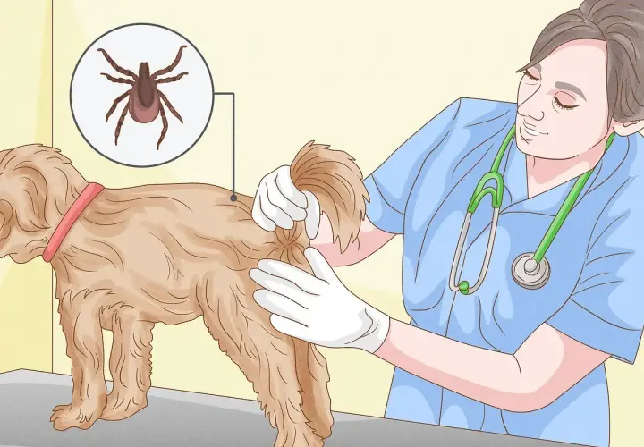 Veterinario mostra come togliere una zecca al cane, evidenziando la bestiola con un ingrandimento.