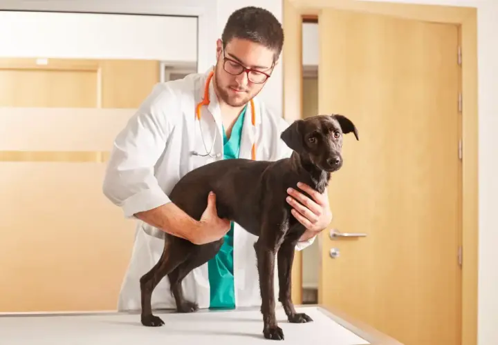 Veterinario esamina un cane scuro, forse per una cisti cheratinica.