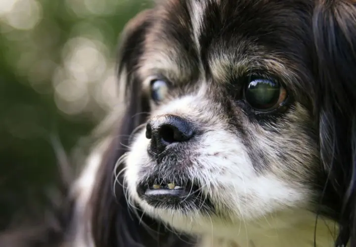 Primo piano di un cane anziano con occhi opachi. La sua espressione curiosa fa riflettere su quanto vive un cane cieco.