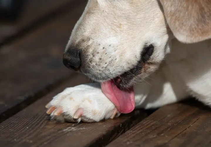 Un cane si lecca le zampe con la lingua rosa su un tavolato di legno.