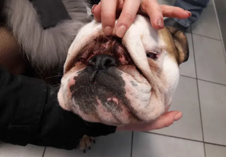 Mani che esaminano il muso di un bulldog, forse per un'infezione da malassezia all'orecchio del cane.