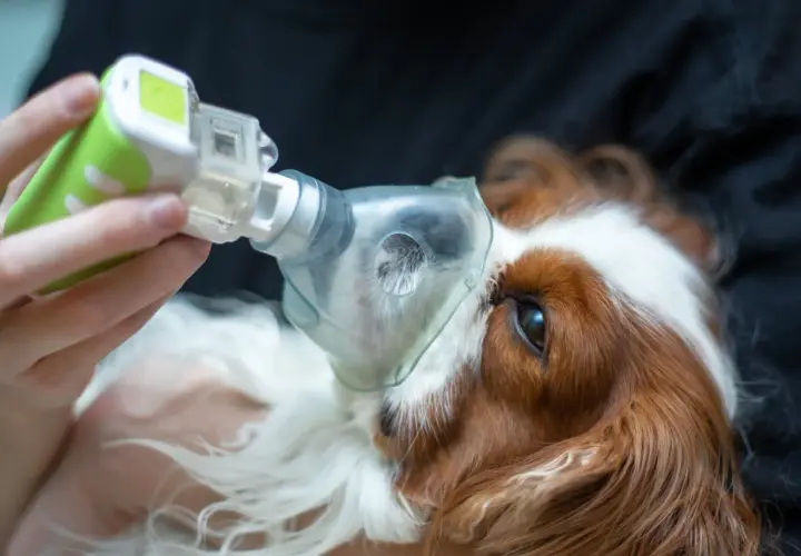 Un cane tossisce come se avesse qualcosa in gola, riceve un trattamento con un inalatore.