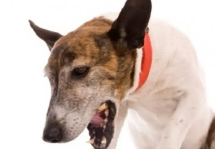 Cane con collare rosso che sembra avere uno starnuto inverso, con la bocca aperta e gli occhi socchiusi.