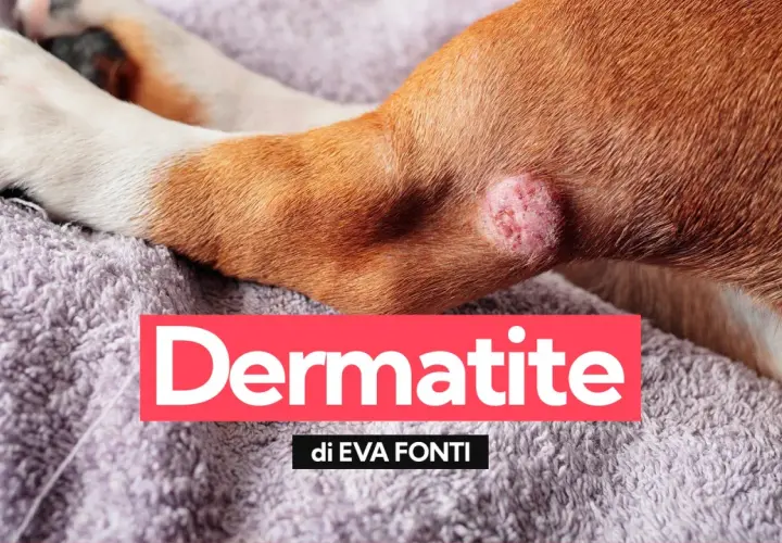 Primo piano di una zampa di cane con una lesione cutanea, indicativa di dermatite.