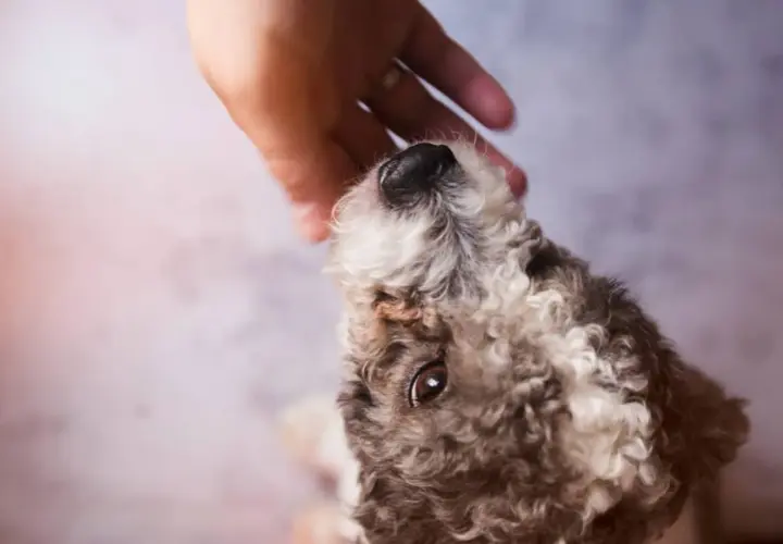 Un cane con pelo riccio riceve una carezza. Forse cerca rimedi per le pulci.