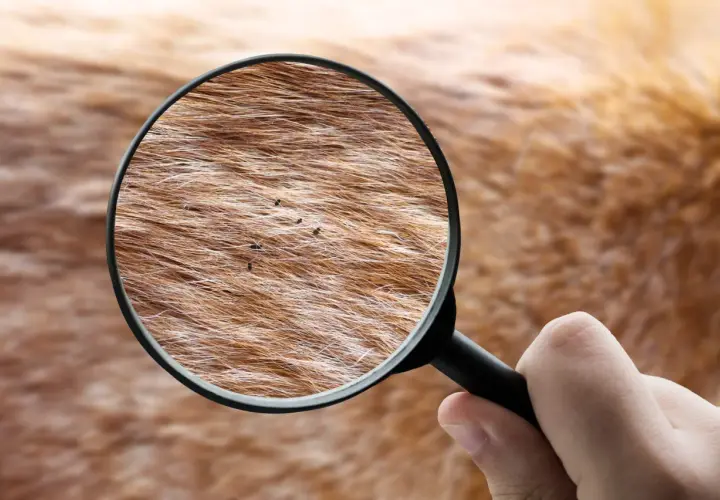 Ingrandimento della pelliccia di un cane rivela la presenza di pulci.