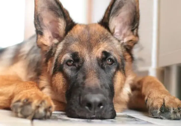Un cane pastore tedesco con sguardo triste, forse affetto da mielopatia degenerativa, in attesa di un'eutanasia compassionevole.