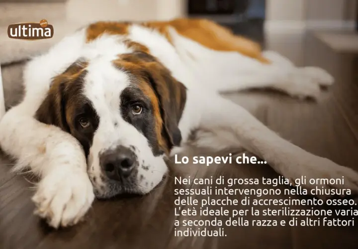 San Bernardo sdraiato, con testo informativo sulla sterilizzazione cane femmina e l'età ideale per l'intervento.