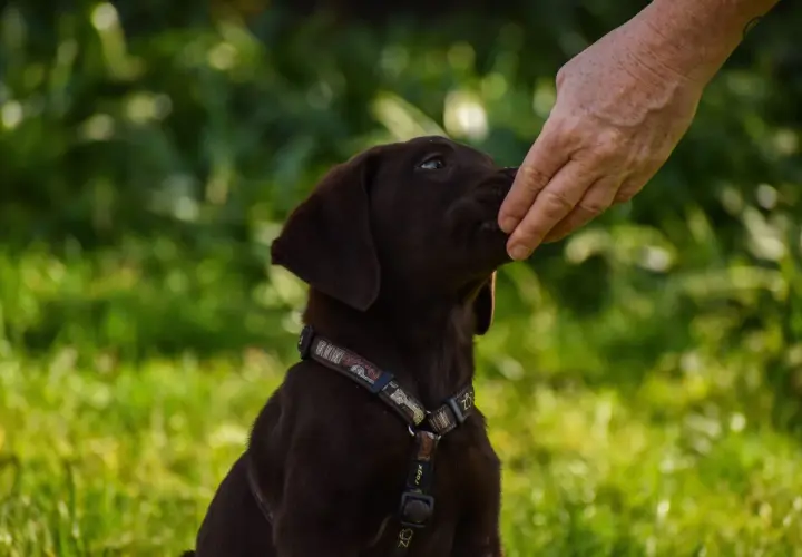 Un cucciolo marrone riceve un cocco al cane da una mano.