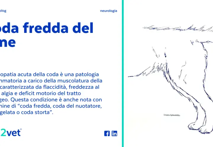 Disegno di un cane con la "coda fredda", una patologia che causa flaccidità e freddezza alla coda.