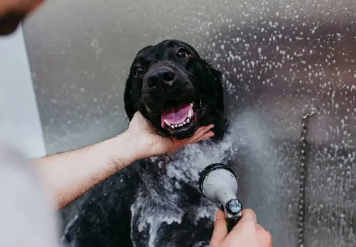 Un cane nero felice viene insaponato e sciacquato. È ora di fare il bagno al cane!