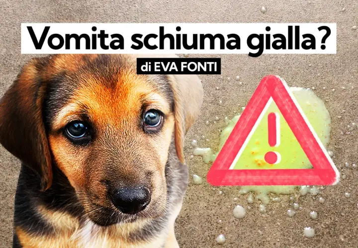 Cucciolo preoccupato accanto a vomito giallo e un segnale di pericolo.