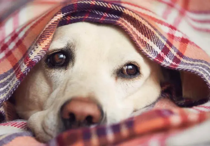 Un cane con le orecchie fredde si nasconde sotto una coperta a quadri, con solo gli occhi e il naso visibili.