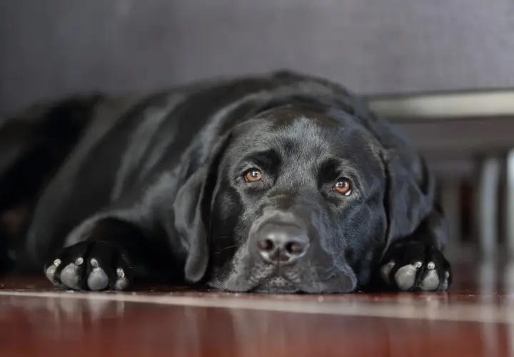 Un cane nero con sguardo triste, sdraiato a terra. Potrebbe mostrare sintomi di cane depresso.