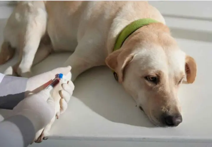 Cane con fosfatasi alcalina alta, sottoposto a prelievo di sangue per analisi.