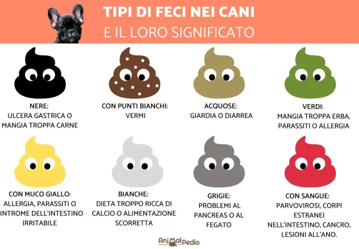 Guida ai tipi di feci canine: quando preoccuparsi se il cane ha la diarrea, feci acquose o con sangue indicano problemi.