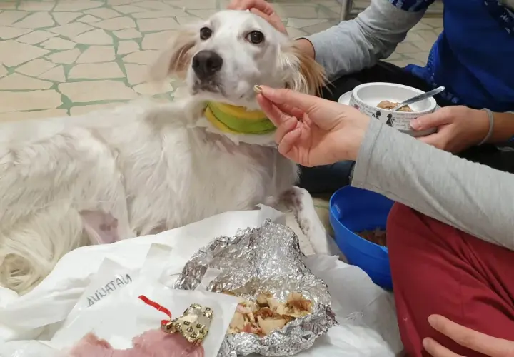 Un cane bianco, con un collare verde e giallo, è sdraiato su un telo. Una mano gli offre un bocconcino, ma il cane non mangia.