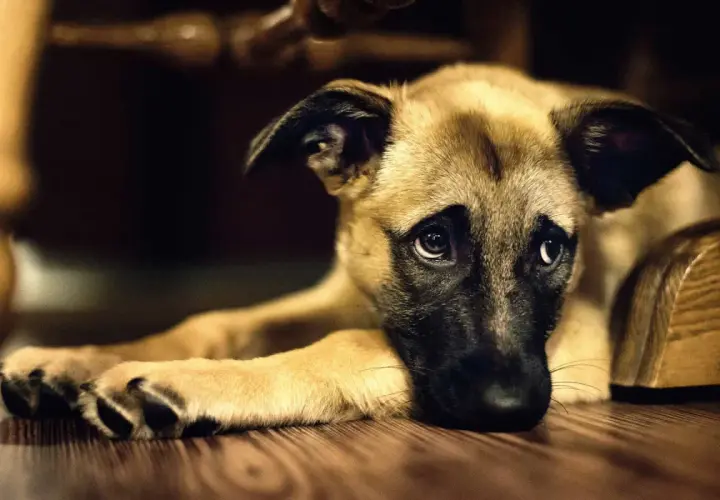 Cane con sguardo triste, forse soffre di insufficienza renale e non beve.