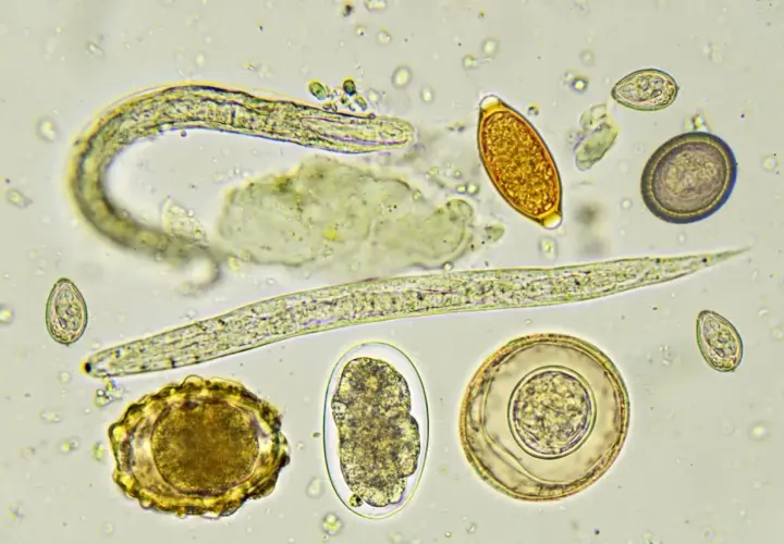 Vermi nei cani: uova e larve di parassiti intestinali osservate al microscopio.