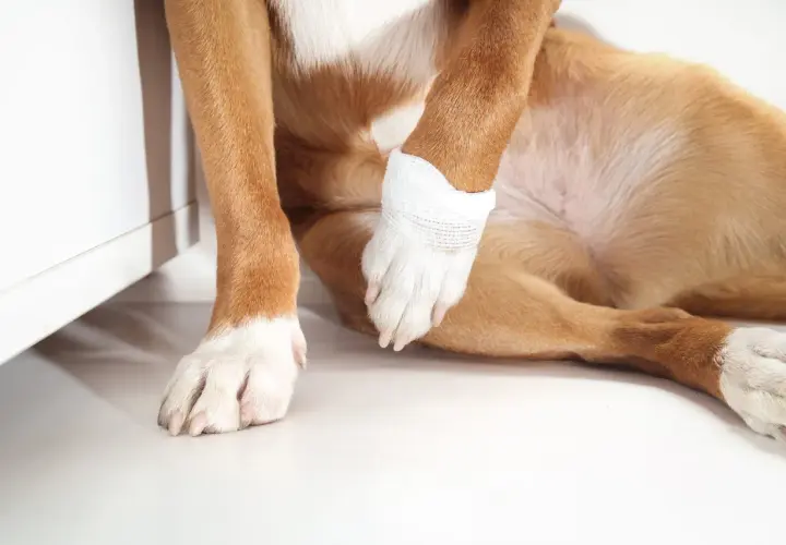 Cosa fare se il cane zoppica? La zampa anteriore è fasciata, suggerendo un infortunio.