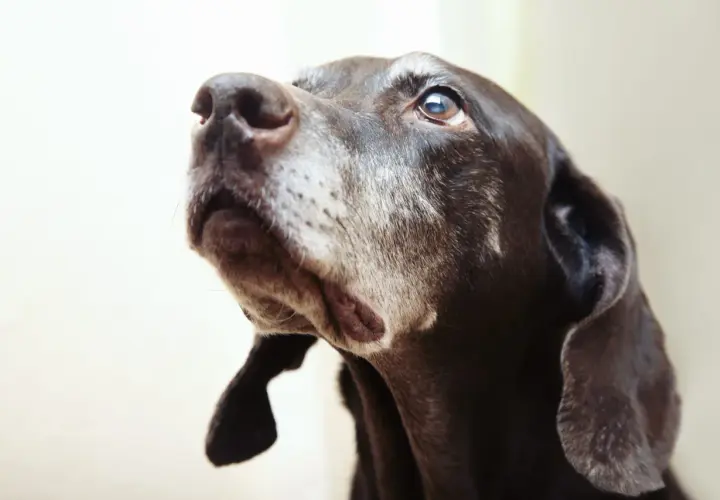 Close-up of a brown dog's face, looking up.
