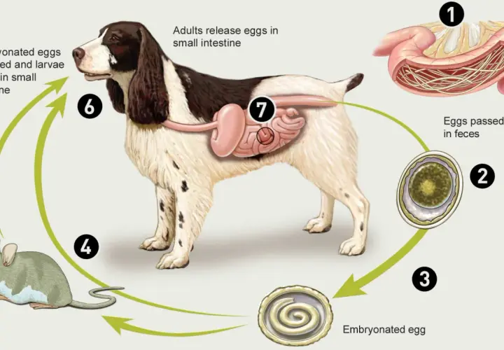 Ciclo di vita dei vermi nel cane cucciolo: uova, larve e topi. Il cane ingerisce uova embrionate che si sviluppano nell'intestino.