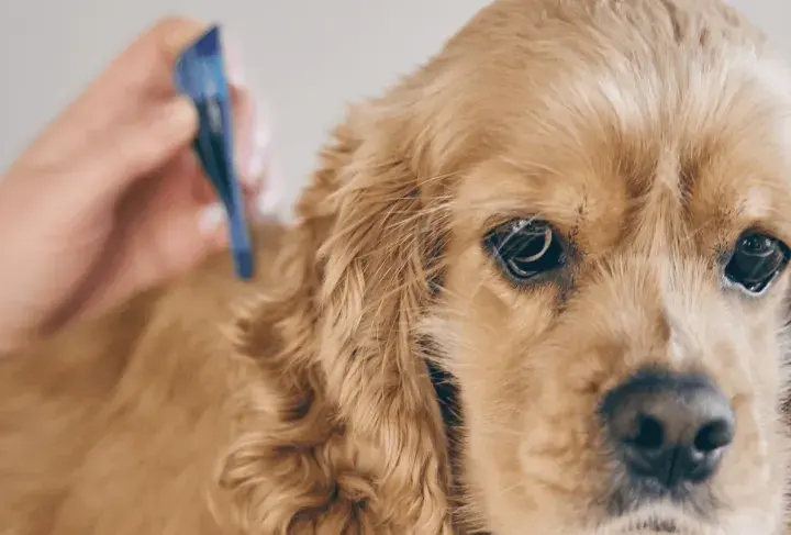 Primo piano di un cane golden retriever a cui viene applicato un antiparassitario. Prevenzione contro l'erlichiosi cane.
