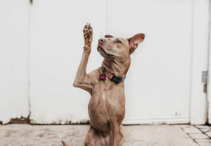 Cane con zampa alzata, sembra chiedere "chi ha un callo sul gomito?".