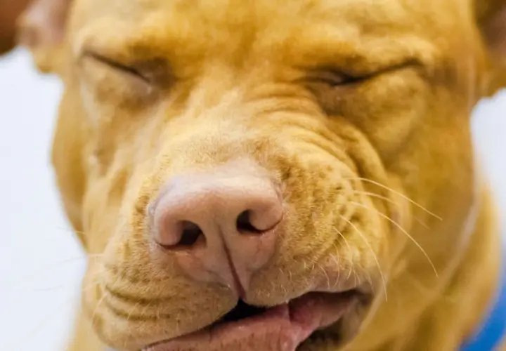 Primo piano di un cane con gli occhi chiusi e un'espressione buffa, forse un po' di naso che cola.