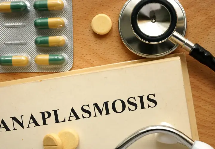 Pillole e stetoscopio su un libro con la scritta "Anaplasmosis", suggerendo il trattamento per l'anaplasma nel cane.