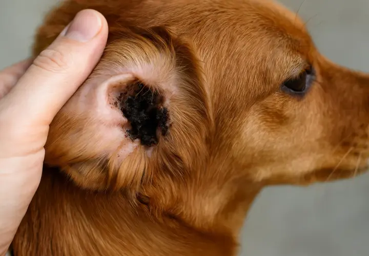 Orecchio di cane con necrosi punta, scuro e sporco. La cura per la necrosi punta orecchie cane è fondamentale per il benessere dell'animale.