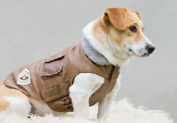 Un cane con giacca in pelle marrone, colletto grigio e distintivo militare. Sembra pronto per un'avventura, forse per cercare ghiaccio ai cani in una giornata calda.