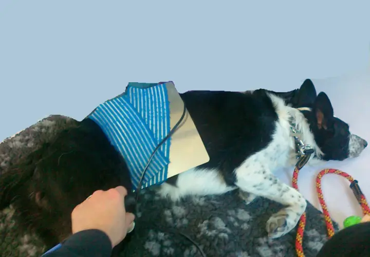 Cane con tutore post-operatorio, forse per rottura crociato. Il costo dell'operazione è una preoccupazione per molti proprietari.